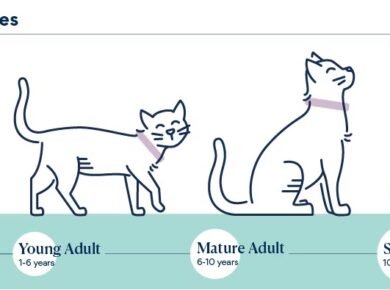 Cat Age Limit